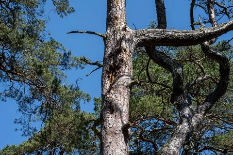 Pine trees under a blue sky background. A pine is any conifer in the genus Pinus Stock Photos