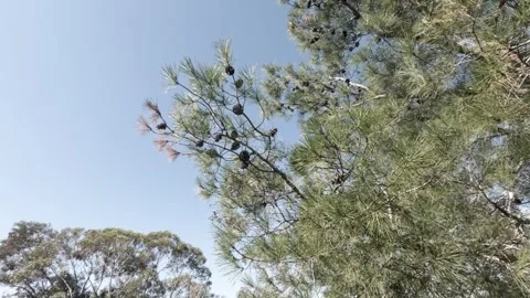 Pine trees under a clear blue sky in a serene landscape Stock Footage 301083353