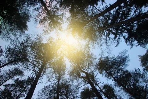 Pine trees under clear blue sky and sun, down up view. Nature concept Stock Photos
