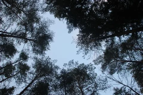 Pine trees under clear blue sky and sun, view from down. Nature concept 库存照片