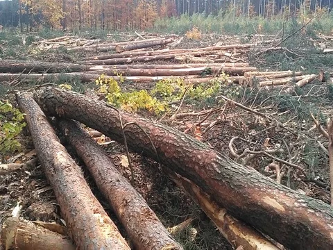 Pine trees under deforestation process Stock Footage 81146632