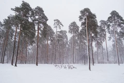 Pine trees under snow at the winter time Stock Photos
