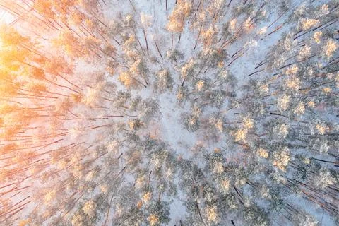 Pine trees with view from above covered with frost in winter. Morning sunset Stock Photos