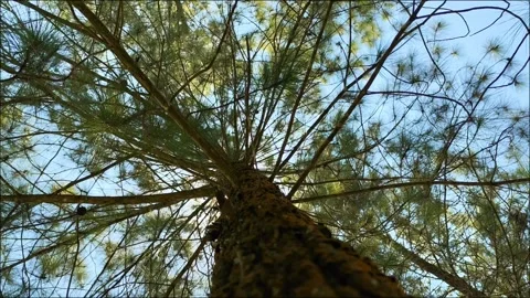 Pine Trees View from Below Stock Footage 291593654