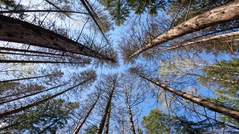 Pine trees view from below in the sky. camera movement Stock Footage 275356868