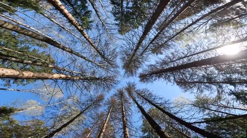 Pine trees view from below in the sky. camera movement Stock Footage 275356874