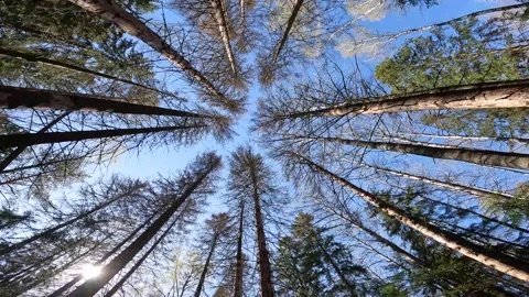 Pine trees view from below in the sky. camera movement Stock Footage 275356880