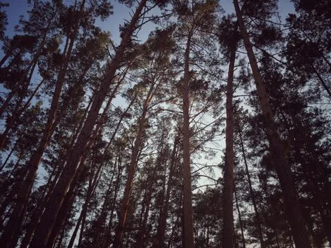 Pine trees view from below into the sky Stock Photos