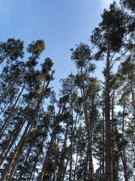 Pine trees view from below into the sky Stock Photos