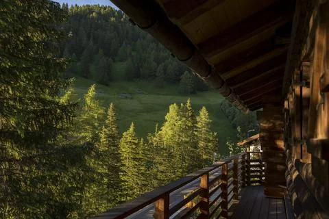 Pine trees view 스톡 사진