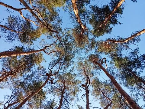 Pine Trees Viewed from Below Against Blue Sky Stock Photos