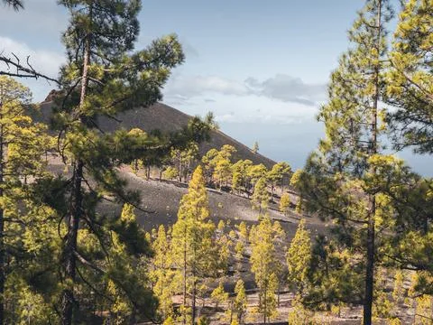 Pine trees in a volcanic landscape in Teide National Park, Tenerife. Stock Photos