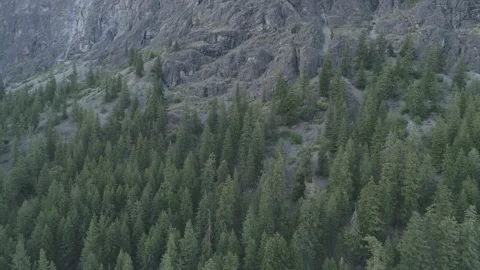 Pine Trees in Washington State Stock Footage 231236399