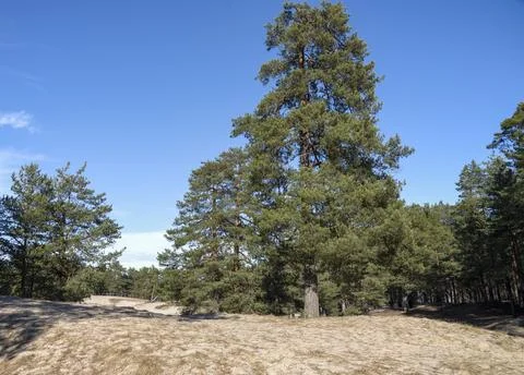 Pine trees in the White Sands Park. Sosnovy Bor, Leningrad region, Russia 库存照片