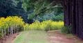 pine trees wild flowers line path close up Photo