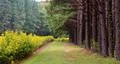 pine trees wild flowers line path Foto