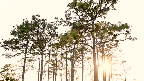 Pine Trees In the Wind During a Florida Sunset Stock Footage 135453659