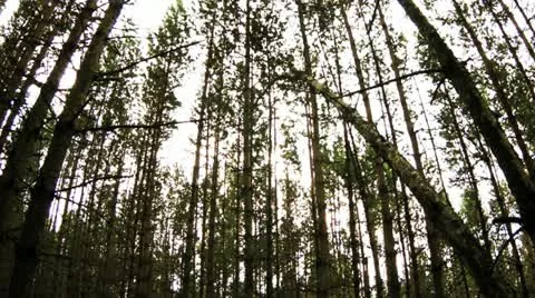 Pine trees in the wind Stock Footage 12392876