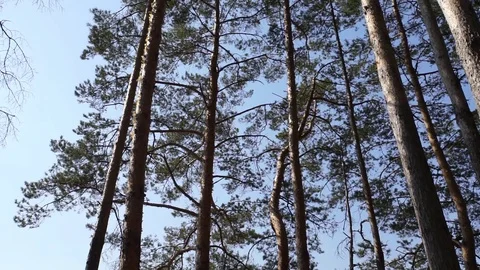 Pine Trees on the Wind Vídeo Stock 91423278