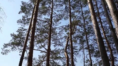 Pine Trees on the Wind Vídeo Stock 91423854