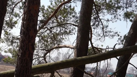 Pine Trees on the Wind Stock-Footage 91425418