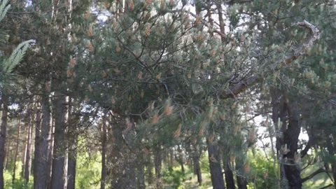 Pine trees in the wind Stock-Footage 149770682