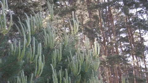Pine trees in the wind Stock Footage 152365090