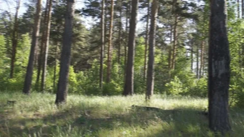 Pine trees in the wind Vídeo Stock 155037184