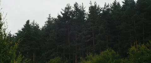 Pine trees on a windy day in the forest. Stock Footage 252684836