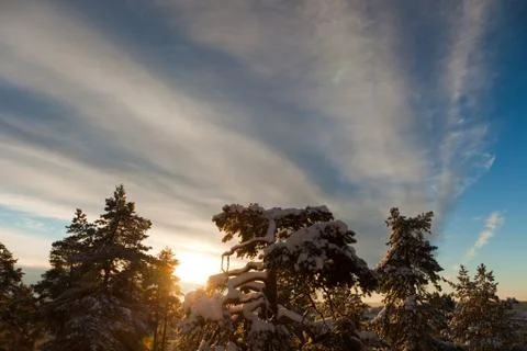 Pine trees on a winter day Stock Photos
