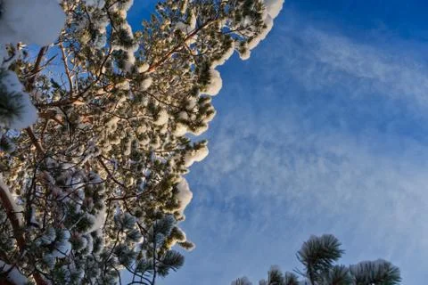 Pine trees on a winter day Stock Photos