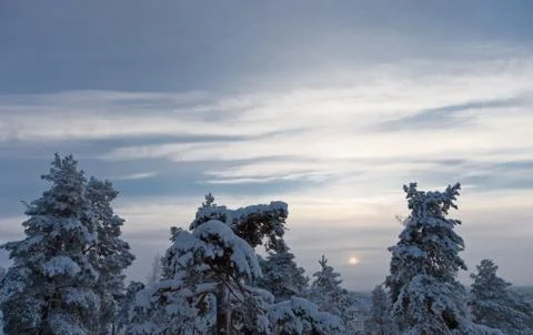 Pine trees on a winter day Stock Photos