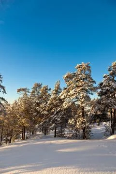 Pine trees on a winter day Stock Photos