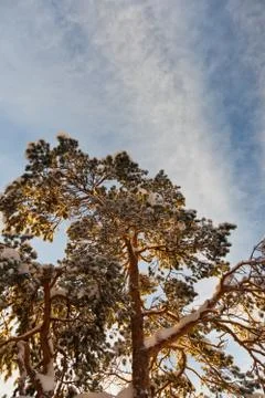 Pine trees on a winter day Stock Photos