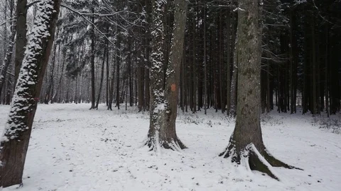 Pine trees in winter Stock Footage 100023587