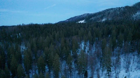 Pine trees in winter Video stock 102166304