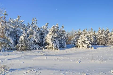 Pine trees in winter forest Foto stock