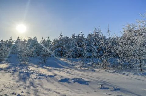 Pine trees in winter forest Stock Photos