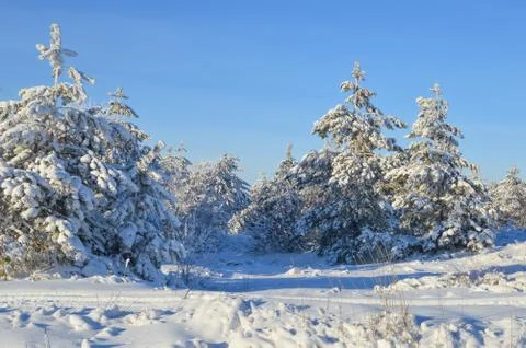 Pine trees in winter forest Stock Photos