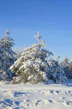 Pine trees in winter forest Stock Photos