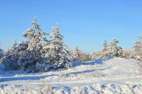 Pine trees in winter forest Stock Photos
