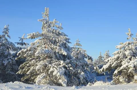 Pine trees in winter forest Stock Photos
