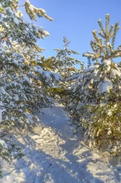 Pine trees in winter forest Stock Photos