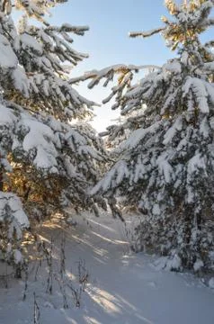 Pine trees in winter forest Stock Photos