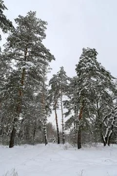 Pine trees in winter forest Stock Photos