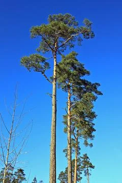 Pine trees in the winter forest Stock Photos