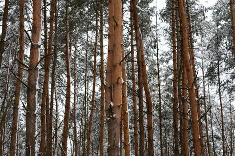 Pine trees in the winter forest Stock Photos