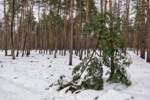 Pine Trees In Winter Forest Photos