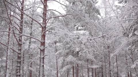Pine trees in winter forest. Wind blow the snow off the branches Video stock 74992398