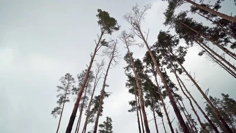 Pine Trees on a winter Landscape Stock Footage 199488537